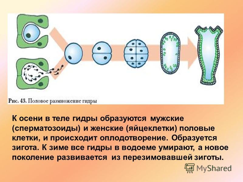 Как восстановить аккаунт в кракен